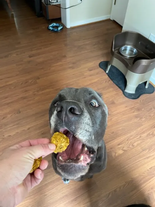 DOGGANIC TREATS, LLC Picture 9
