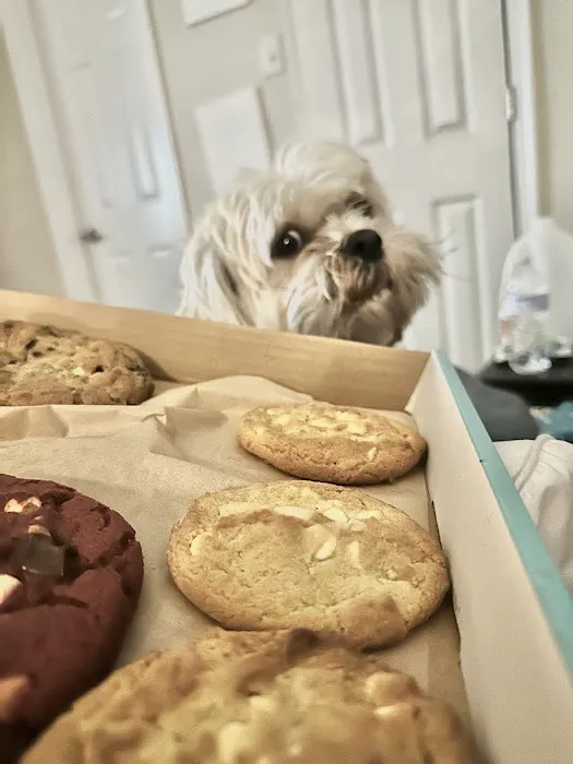 MOLTN Cookies - Baked To Order Cookies Picture 7