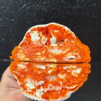 Sugar Shane’s ico