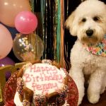 Taj Ma-Hound Bakery for Dogs