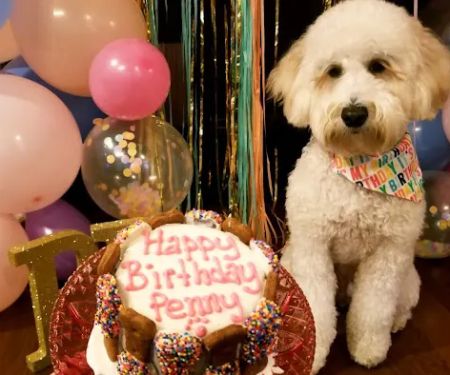 Taj Ma-Hound Bakery for Dogs