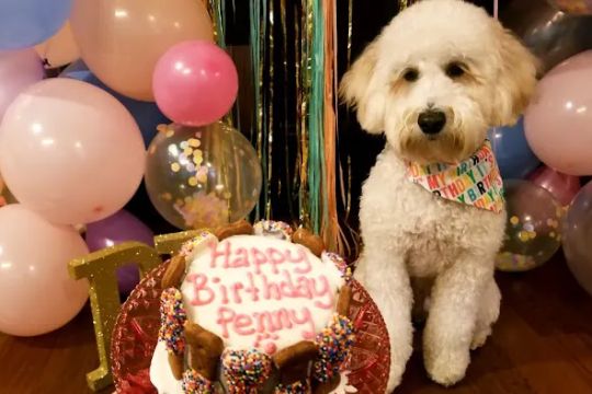 Taj Ma-Hound Bakery for Dogs