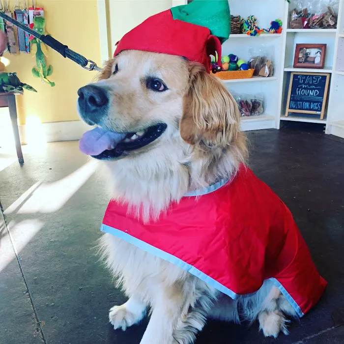 Taj Ma-Hound Bakery for Dogs Picture 6