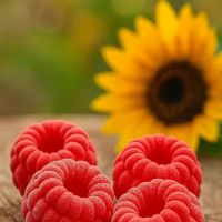 Kyiv Cakes ico