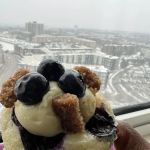 Molly's Cupcakes Yorktown