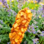 mochii donut french market