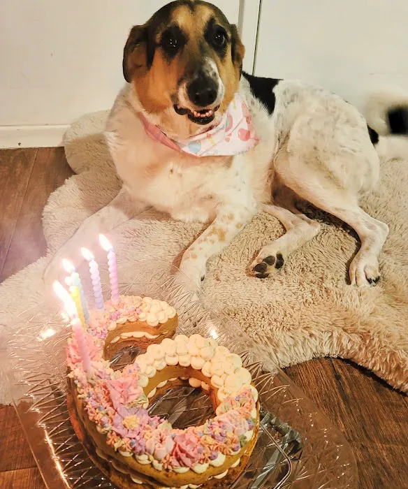 Bring! Treats for Dogs Picture 3