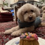 Bring! Treats for Dogs
