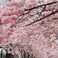 Portland Specialty Baking ico