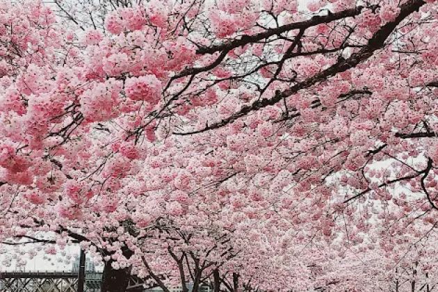 Portland Specialty Baking