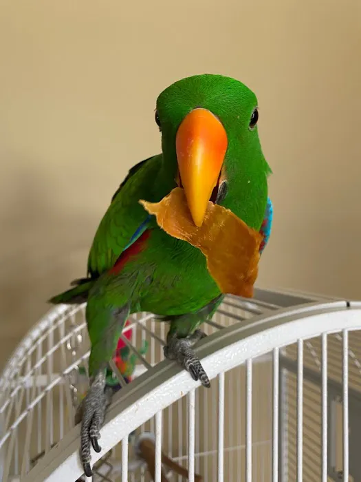 Tweedle Pet Products Natural and Organic Picture 8
