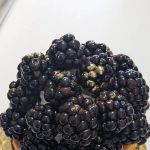 L'atelier Des Pains- French Artisan Bakery