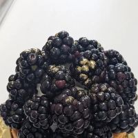 L'atelier Des Pains- French Artisan Bakery ico