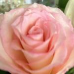 Flowers Distributing Co
