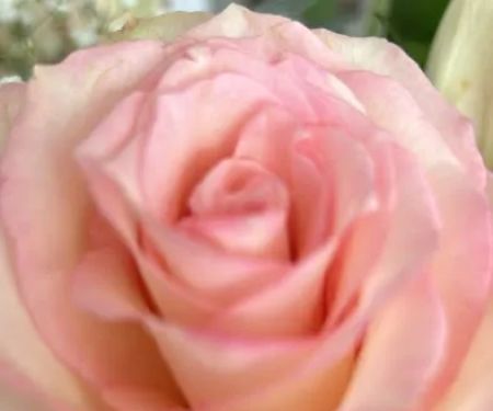 Flowers Distributing Co