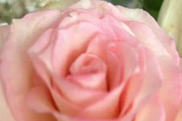 Flowers Distributing Co