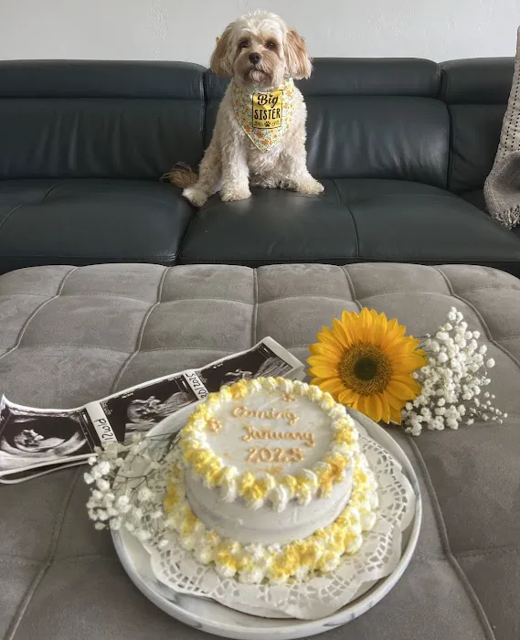 Pawsome Cakes Dog Bakery Picture 4