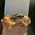 Crave Cookies Lakeland