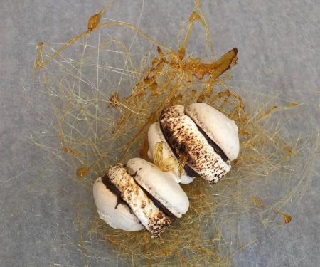 Comfi Cookie