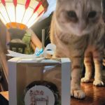 Mary's cakes and catering