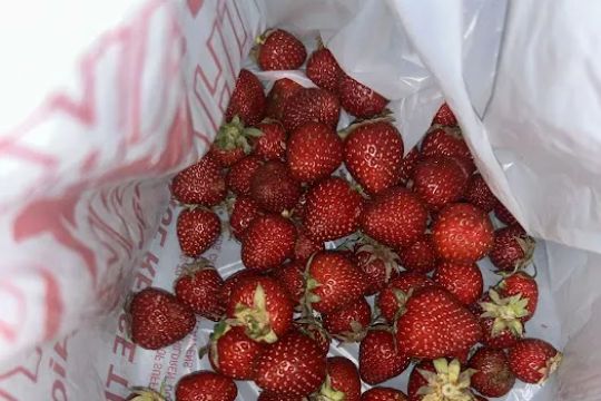 Front Yard Market