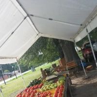 Sugarmans ico