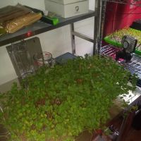Natures Oven ico