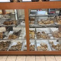 My Brothers Bagel ico