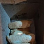 Señorita Bread