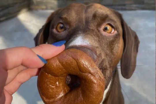 Einstein Bros. Bagels